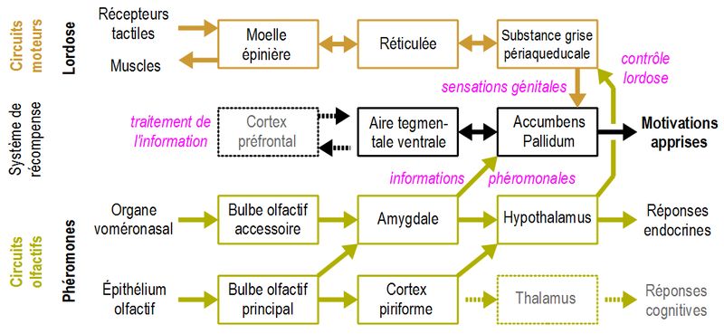 Circuits neurobiologiques de la motivation sexuelle chez les mammifères